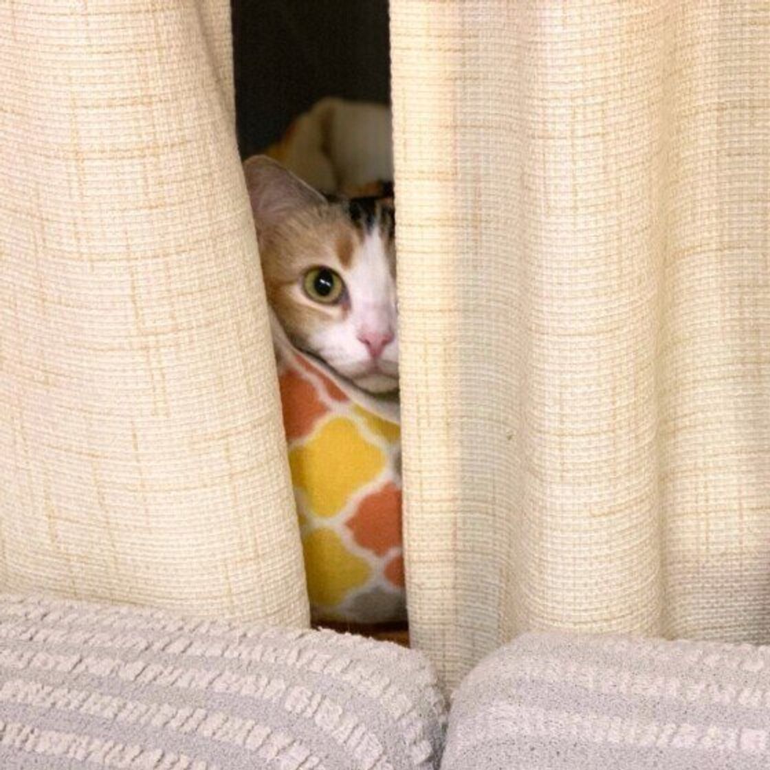 猫の 反省していない ように見える態度のホントの理由 ねこのきもちweb Magazine 猫の 反省していない ように見える態度のホントの理由 ねこのきもちweb Magazine