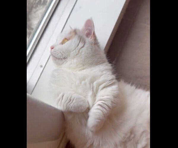 外を見るしらすちゃん