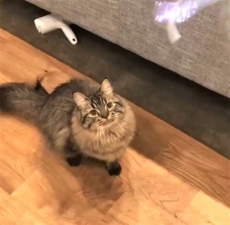 じゃらしで遊ぶラガマフィン