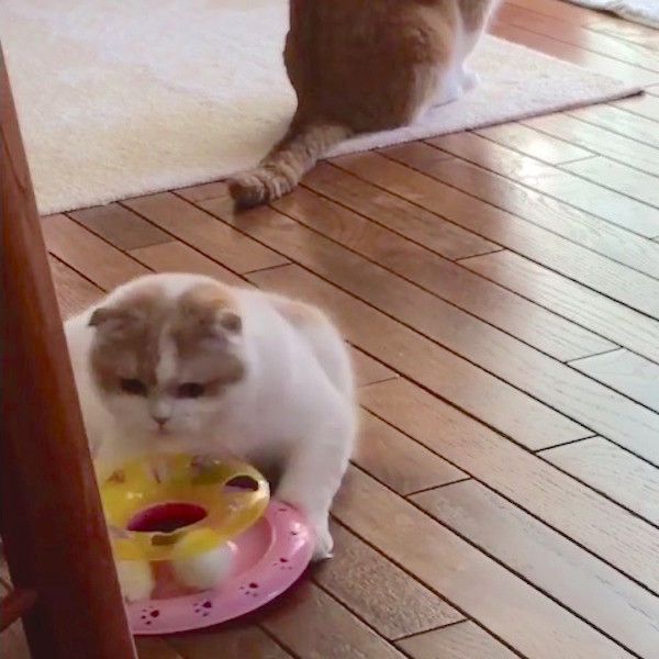 スコティッシュフォールド