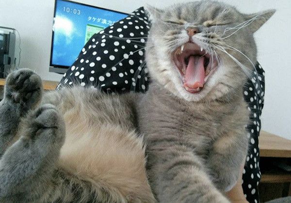 あくびするエキゾチックショートヘア