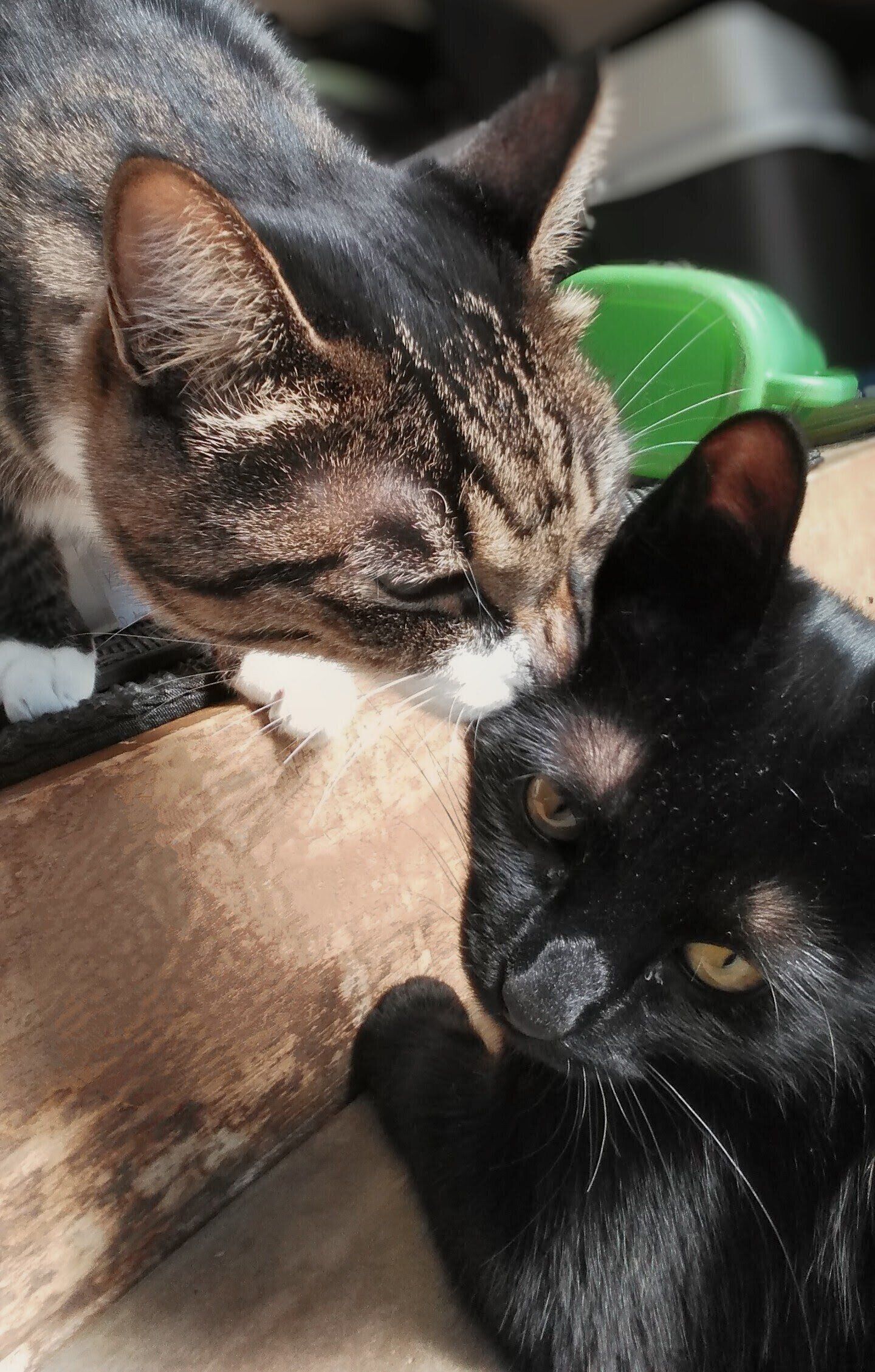 寄り添う2匹の猫
