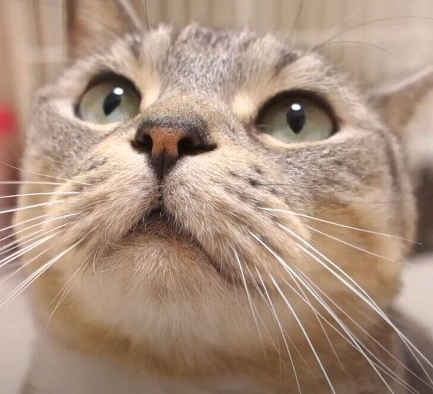 カメラに大接近 ぷっくら膨らんだマズルがかわいくてたまらない猫 ねこのきもちweb Magazine カメラに大接近 ぷっくら膨らんだマズルがかわいくてたまらない猫 ねこのきもちweb Magazine