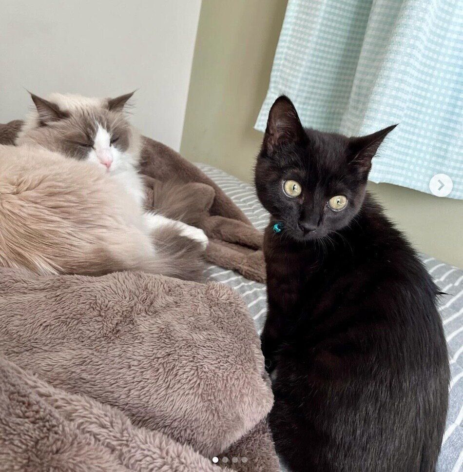 まったりするヨルくん、キナコくん