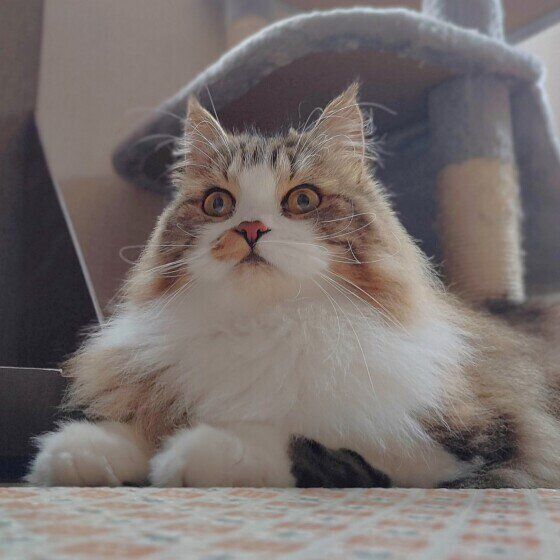 スコティッシュフォールド・ロングヘアの絆くん