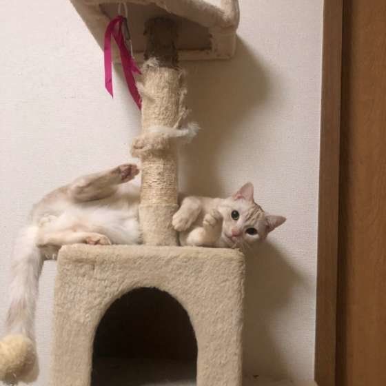 アメリカンショートヘア・リクくん・キャットタワーで寝転がる