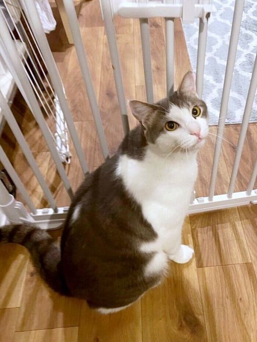 凛々しい顔立ちがカッコいいトトくん