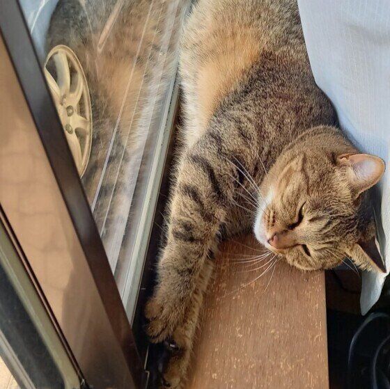 Mix（キジトラ）のランちゃん♪