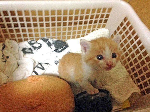 保護されたばかりの虎徹くん