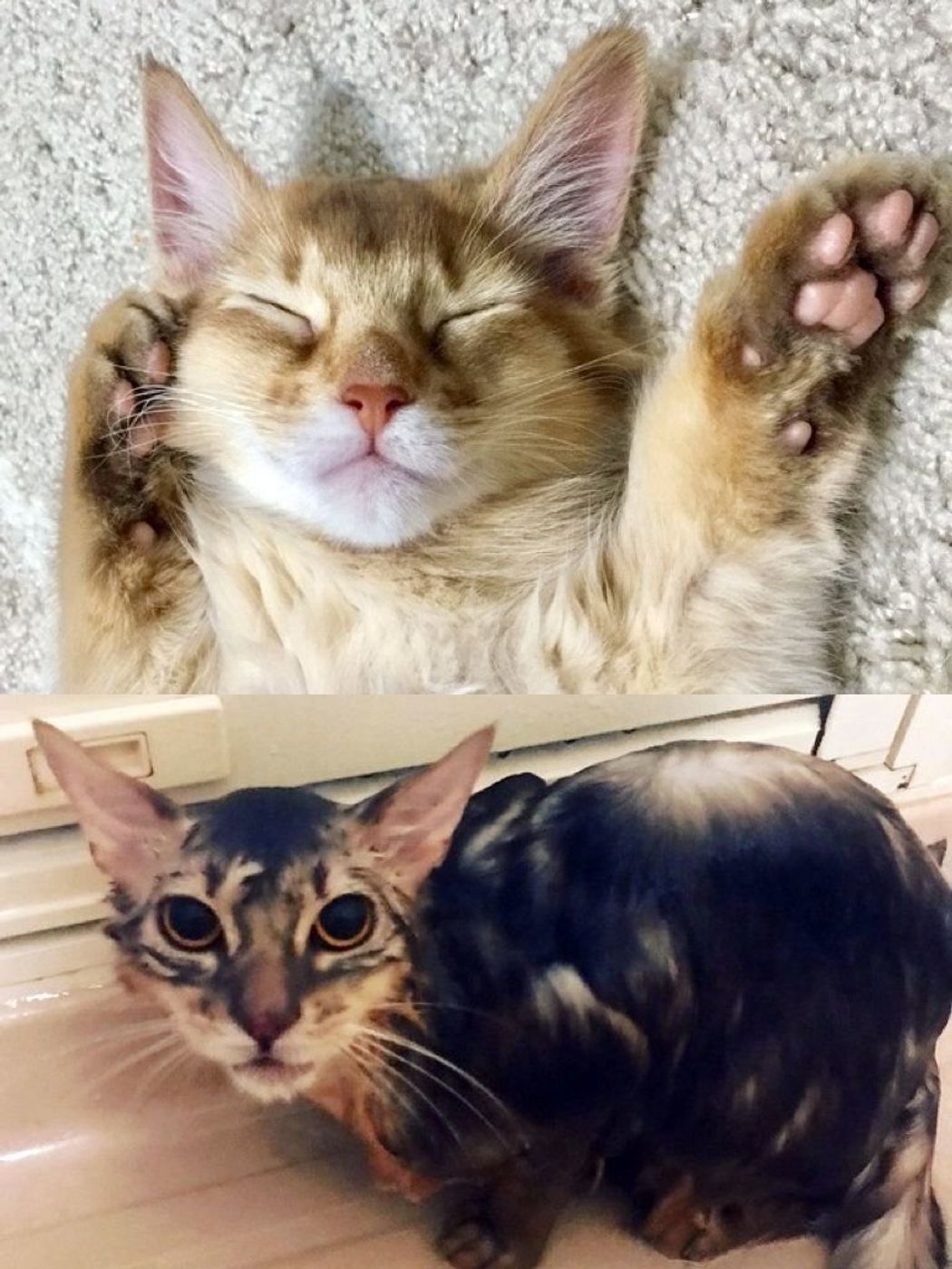ソマリの特徴と性格 飼い方 価格相場など 猫図鑑 ねこのきもちweb Magazine ソマリの特徴と性格 飼い方 価格相場など 猫図鑑 ねこのきもちweb Magazine