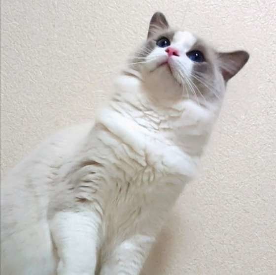 何かを見つめるラグドール