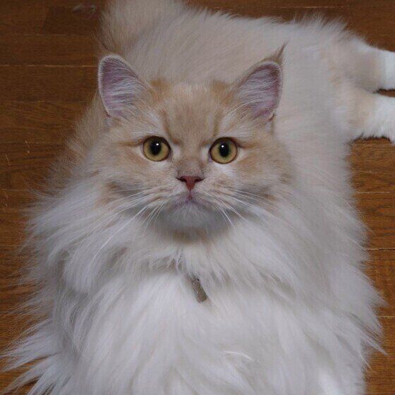 ラガマフィン・ミルちゃん