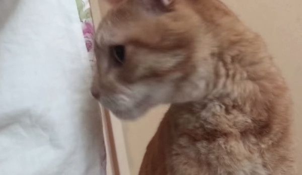 じらし攻撃をする猫