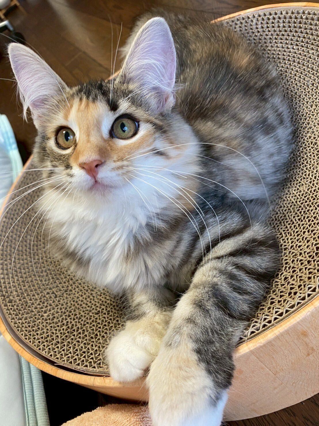 お迎え当初は体重が2kgだった生後4カ月の子猫→4年後には体重が3倍に