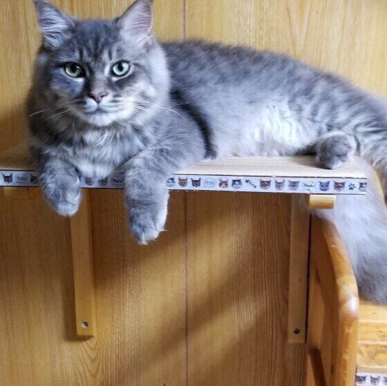 抱っこが大好きなペルシャのラヴちゃん