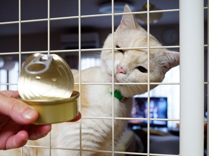 猫の缶詰ページです。 NEKOKAN」～猫缶風さかなの缶詰～ 6個セット | kachica