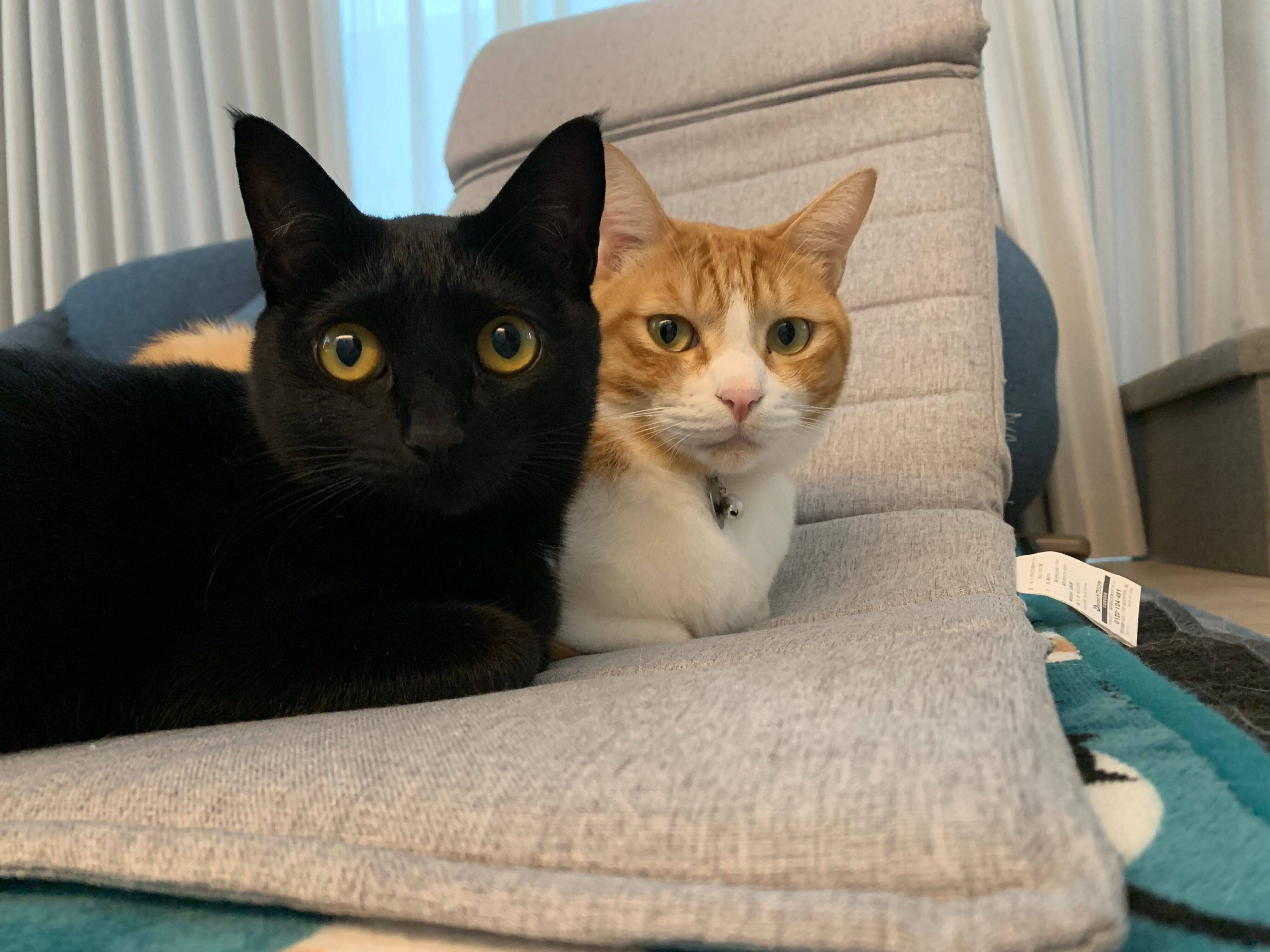 まったりするおはぎちゃん、卍丸くん