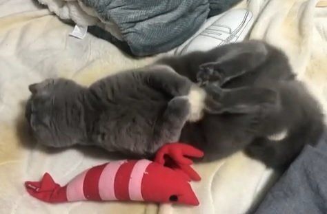 けりけりする猫