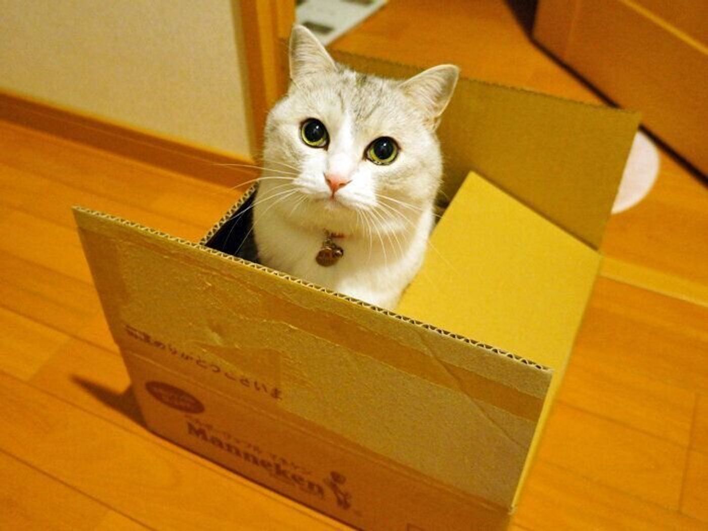 好奇心と警戒心 どっちが強い 本日もねこ晴れなり Vol 348 ねこのきもちweb Magazine 好奇心と警戒心 どっちが強い 本日もねこ晴れなり Vol 348 ねこのきもちweb Magazine