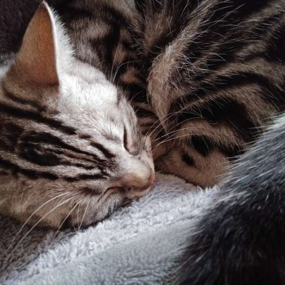 膝に乗るアメリカンショートヘア