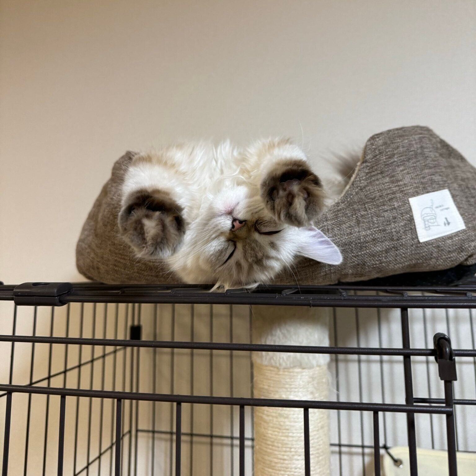 大胆ポーズで眠る小雨ちゃん