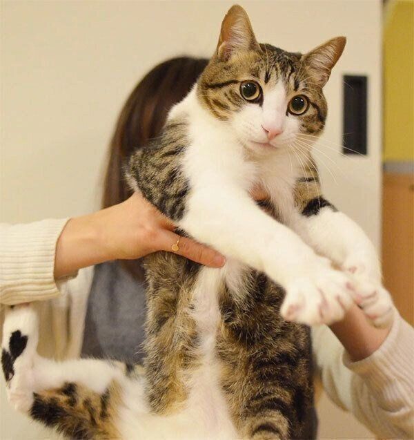 抱っこされるしゃこちゃん