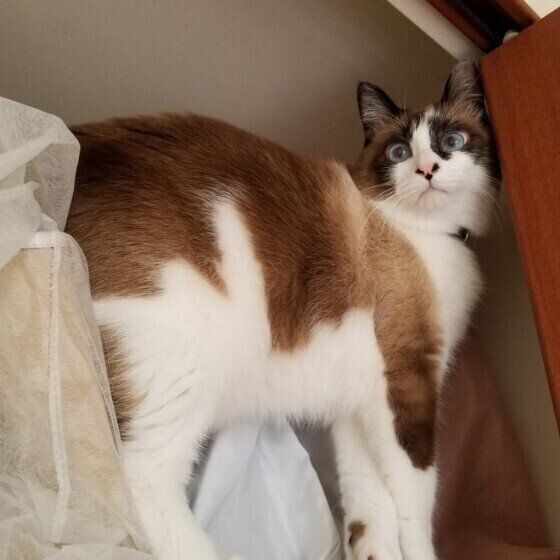 クローゼットに入る猫