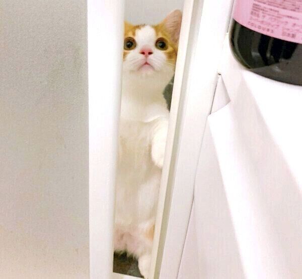 お風呂場の扉の隙間から飼い主さんを見張るもち丸くん