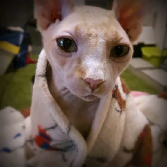 布団をかけているスフィンクス