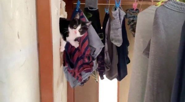 障子を破るぽんちゃん