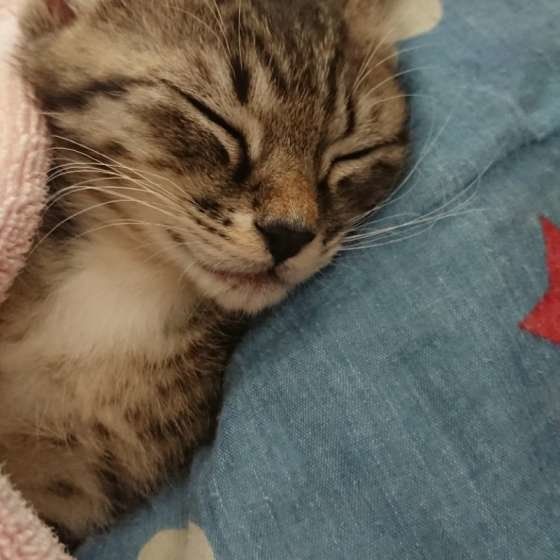 MIXサバトラ・ころんちゃん・お昼寝