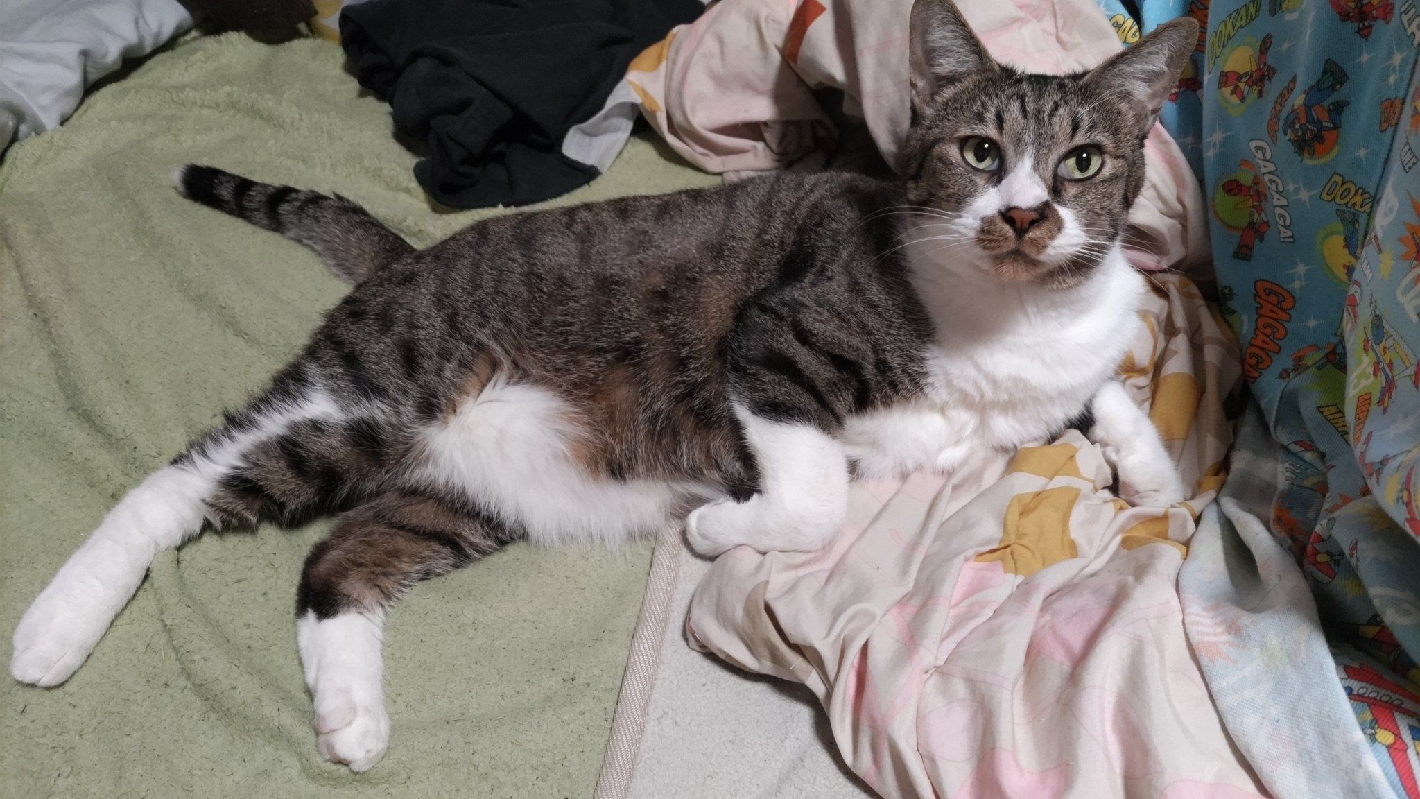 くつろいでいる猫