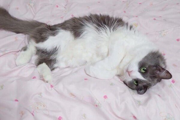 ゴロンと寝転がるいーくん