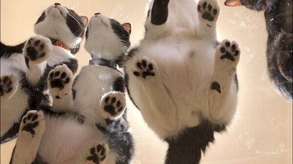 ガラステーブルの上に乗る猫たち