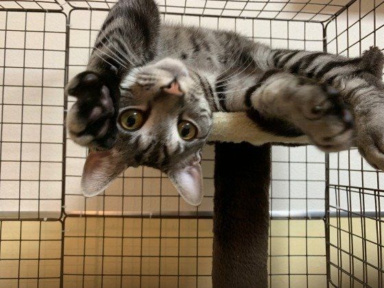 ゴロゴロするスコティッシュフォールド