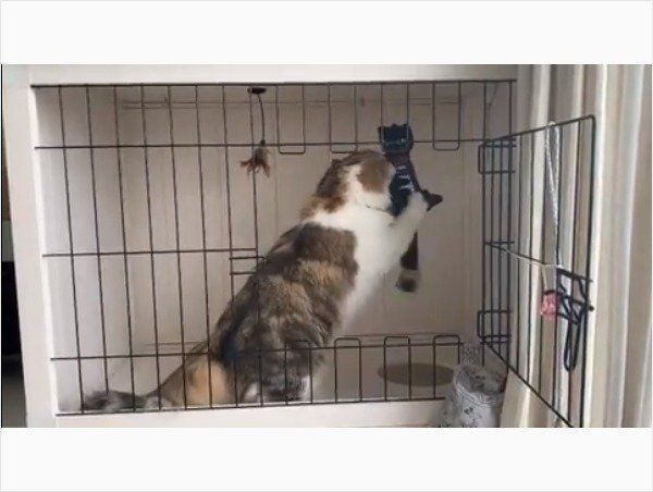 ぬいぐるみで遊ぶ猫