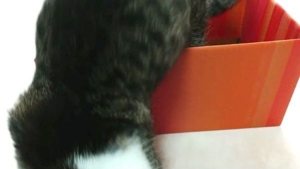 猫じゃらしと猫