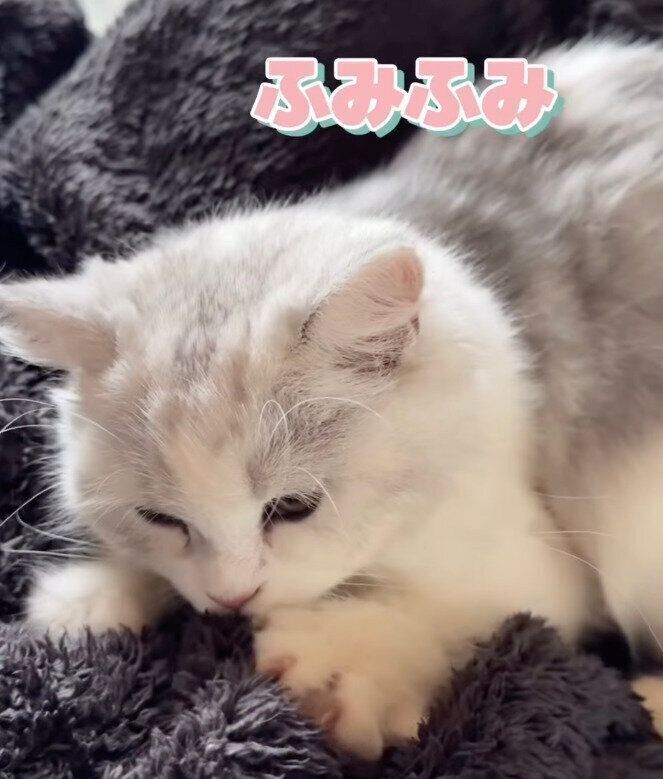 飼い主さんの膝の上で甘えるぴふちゃん。
