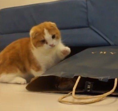 紙袋が気になるちゃちゃ丸ちゃん