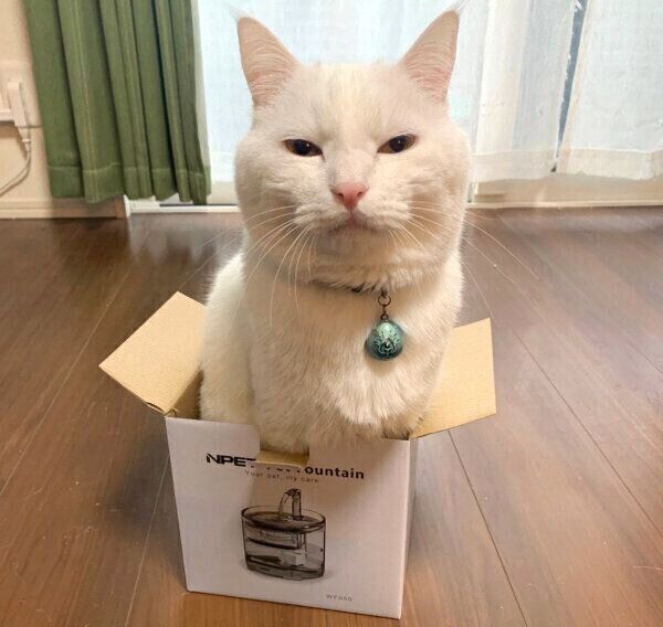 箱に入るハク様