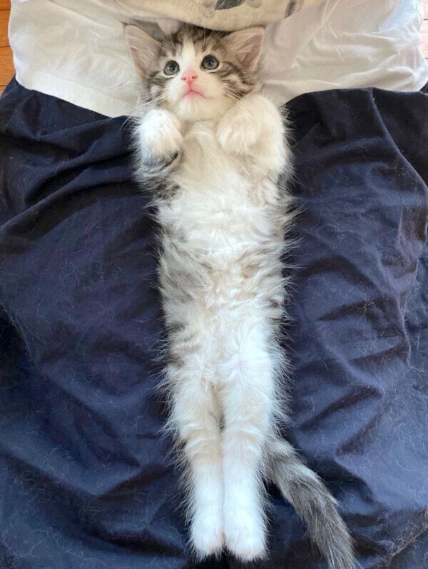 伸びる琥珀くん