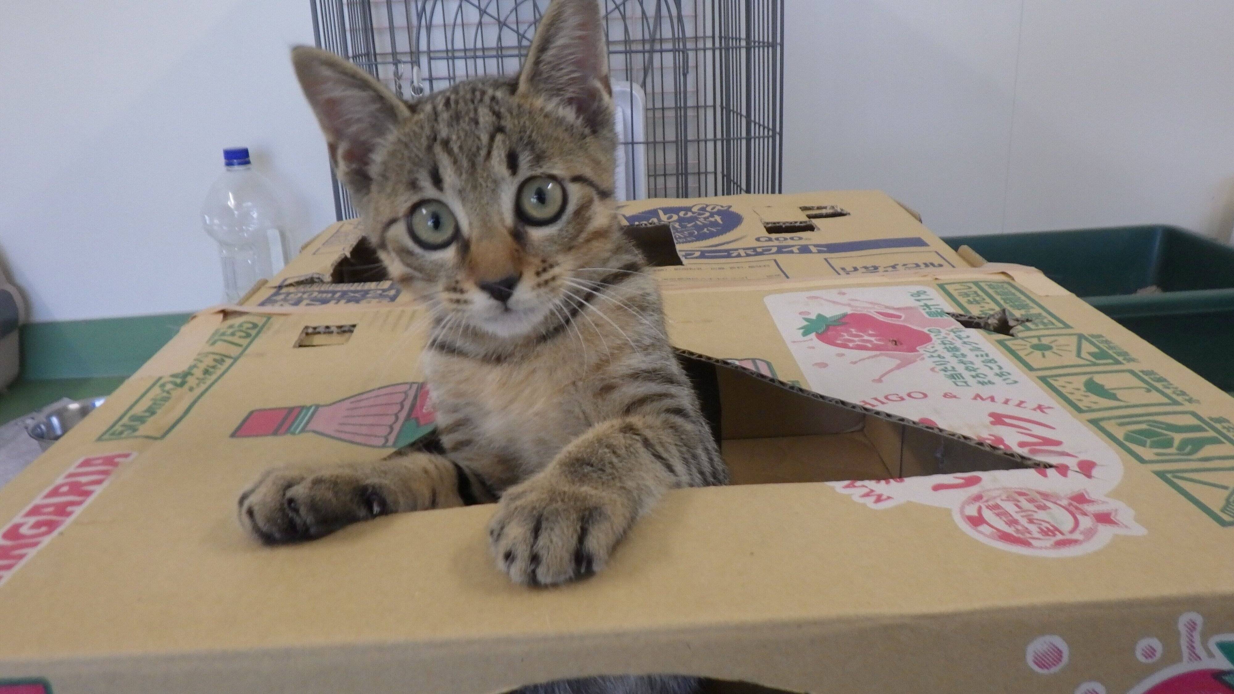 青森県動物愛護センター