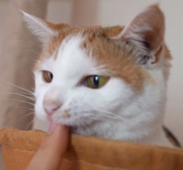 パクッと甘噛みミレちゃん