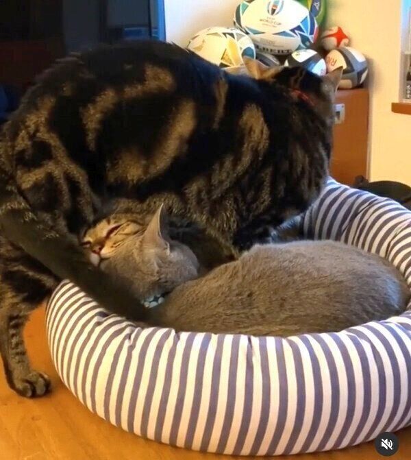 「猫団子」ができるまでの様子