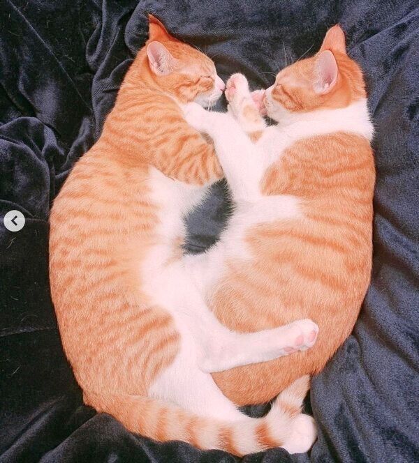 肉球をちゅぱちゅぱするむぎちゃん、みそちゃん