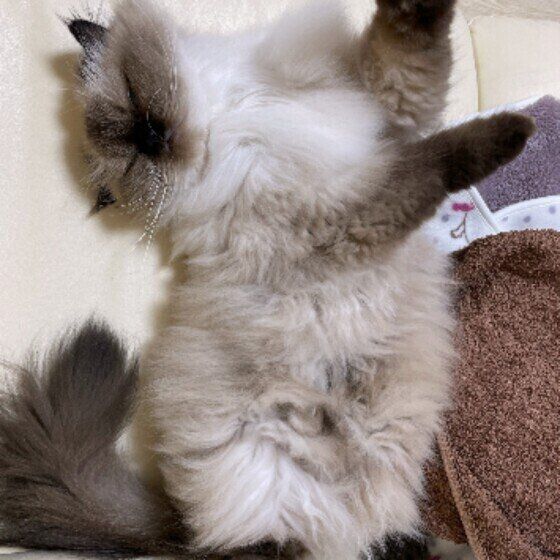 ヒマラヤンのひなたちゃん