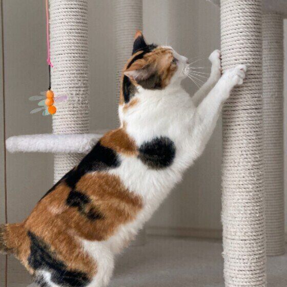 Mix（ミケ）のつばきちゃん♪