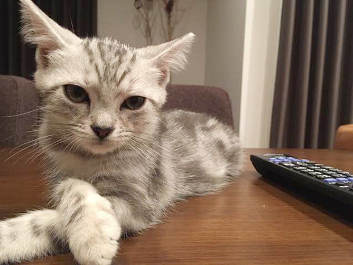 たった一口でも危険 猫が食べると死に至る可能性がある5つのもの ねこのきもちweb Magazine たった一口でも危険 猫が食べると死に至る可能性がある5つのもの ねこのきもちweb Magazine