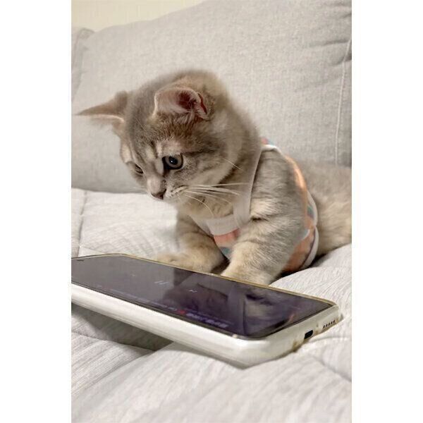 スマホの画面に映る“獲物”に興味津々なししゃもくん