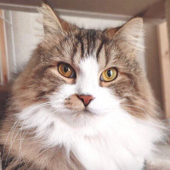 じっと見つめるスコティッシュフォールド・ロングヘア